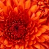 Red S.